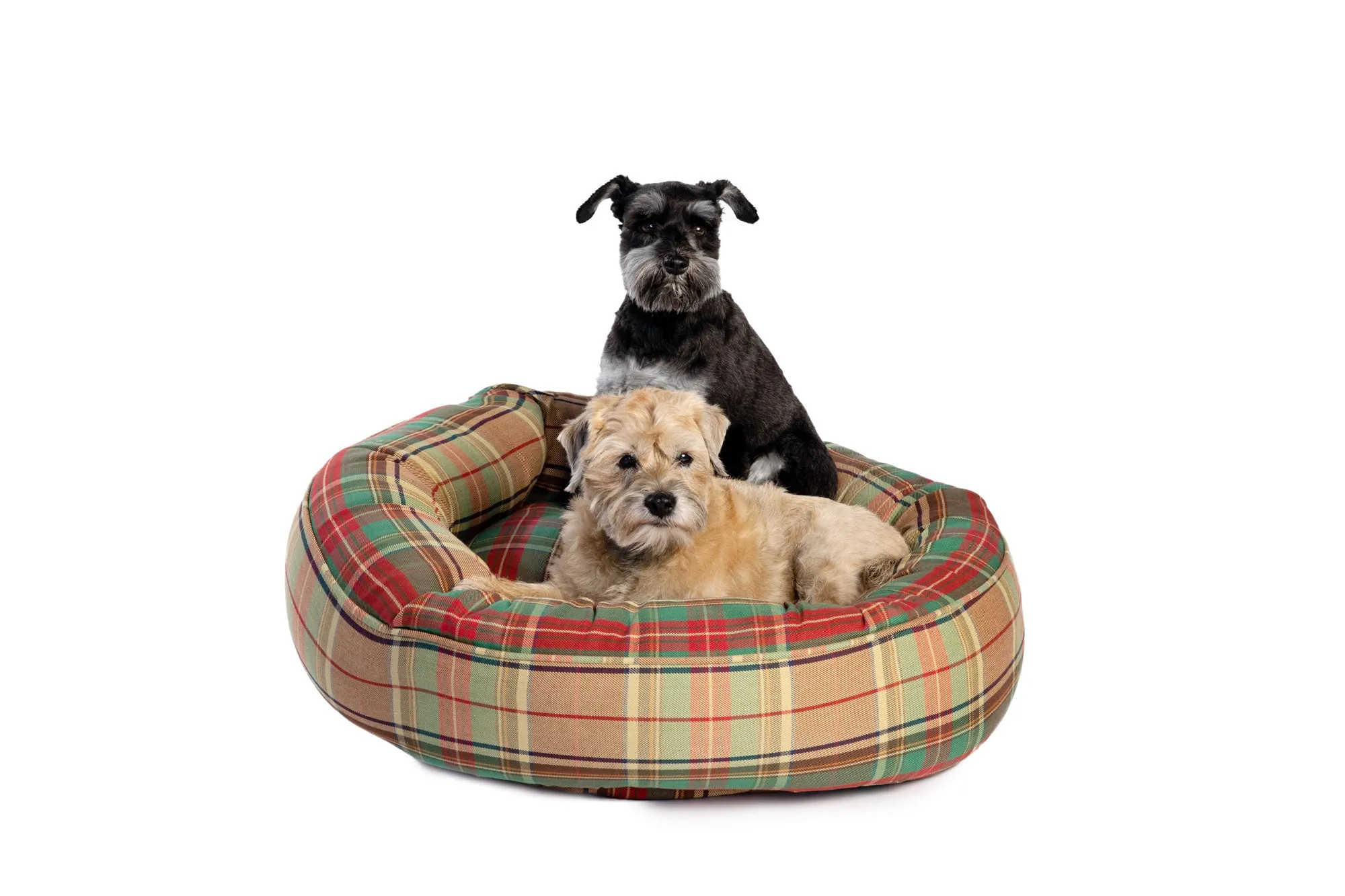 Canine Styles - Cotton Canvas - Ivy League Plaid