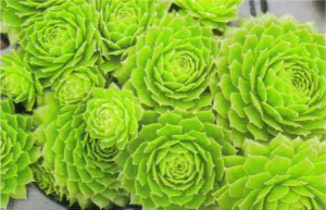 #qt hen and chicks green wheel