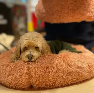 Relaxation Anti-Anxiety Donut Dog Beds