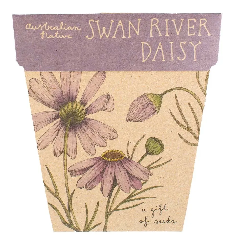 Sow n Sow Gift of Seeds - Swan River Daisy