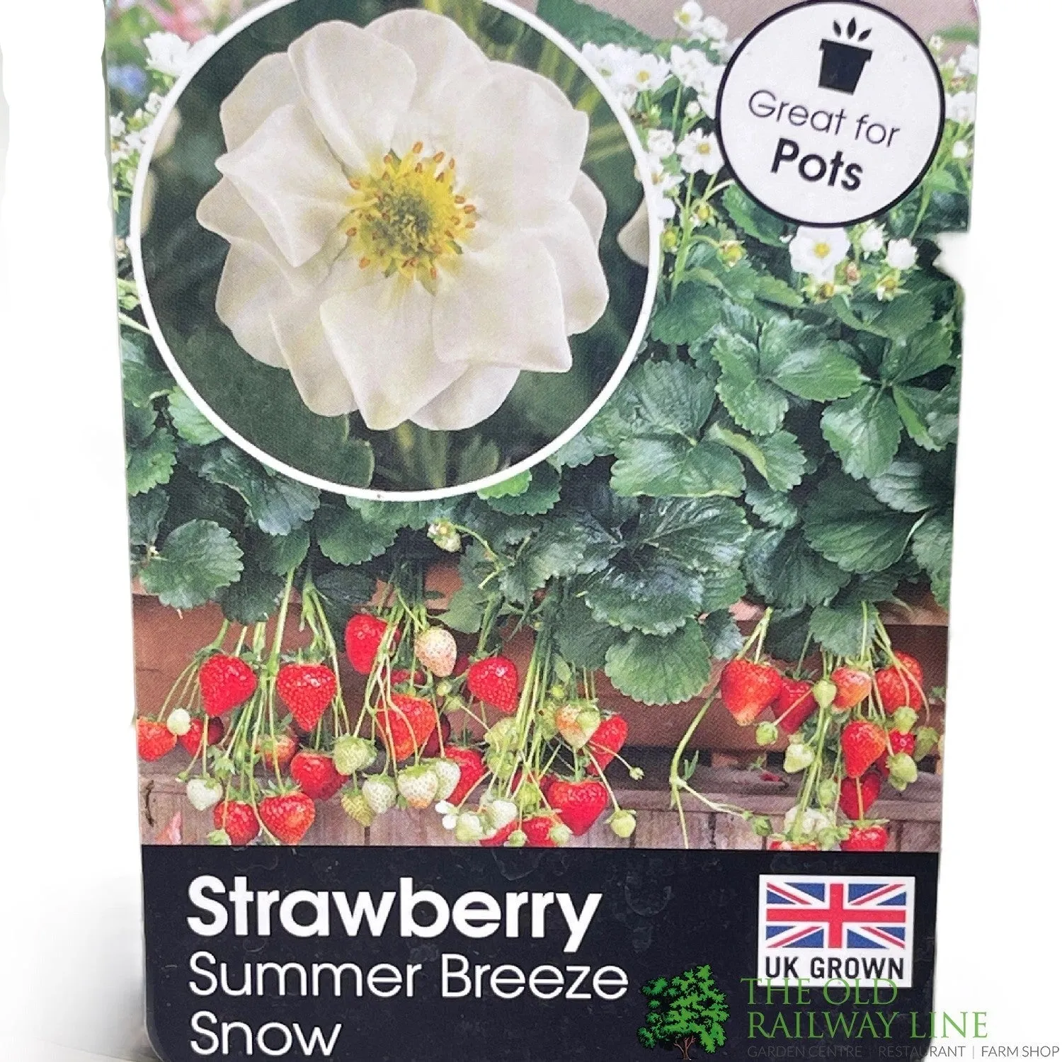 Strawberry 'Summer Breeze Snow' Plant 1.5Ltr Pot