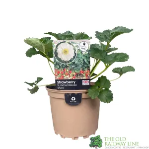 Strawberry 'Summer Breeze Snow' Plant 1.5Ltr Pot