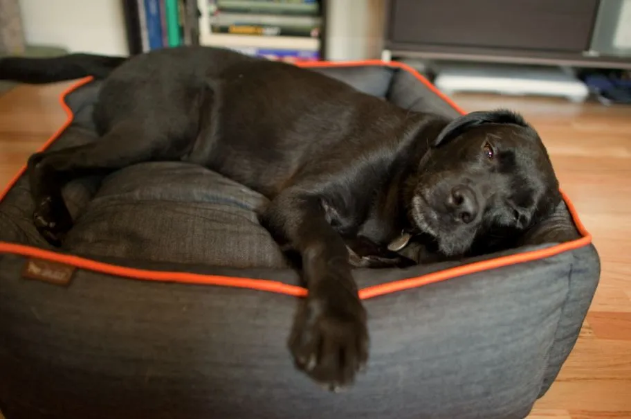 Urban Denim Lounge Bed